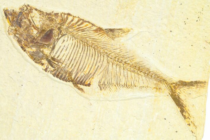 Detailed Fossil Fish (Diplomystus) - Wyoming #367557